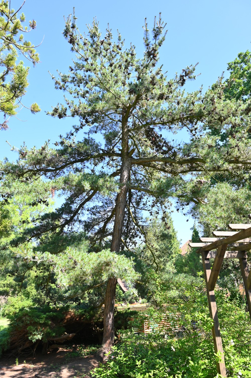 'Glauca' parviflora Pinus