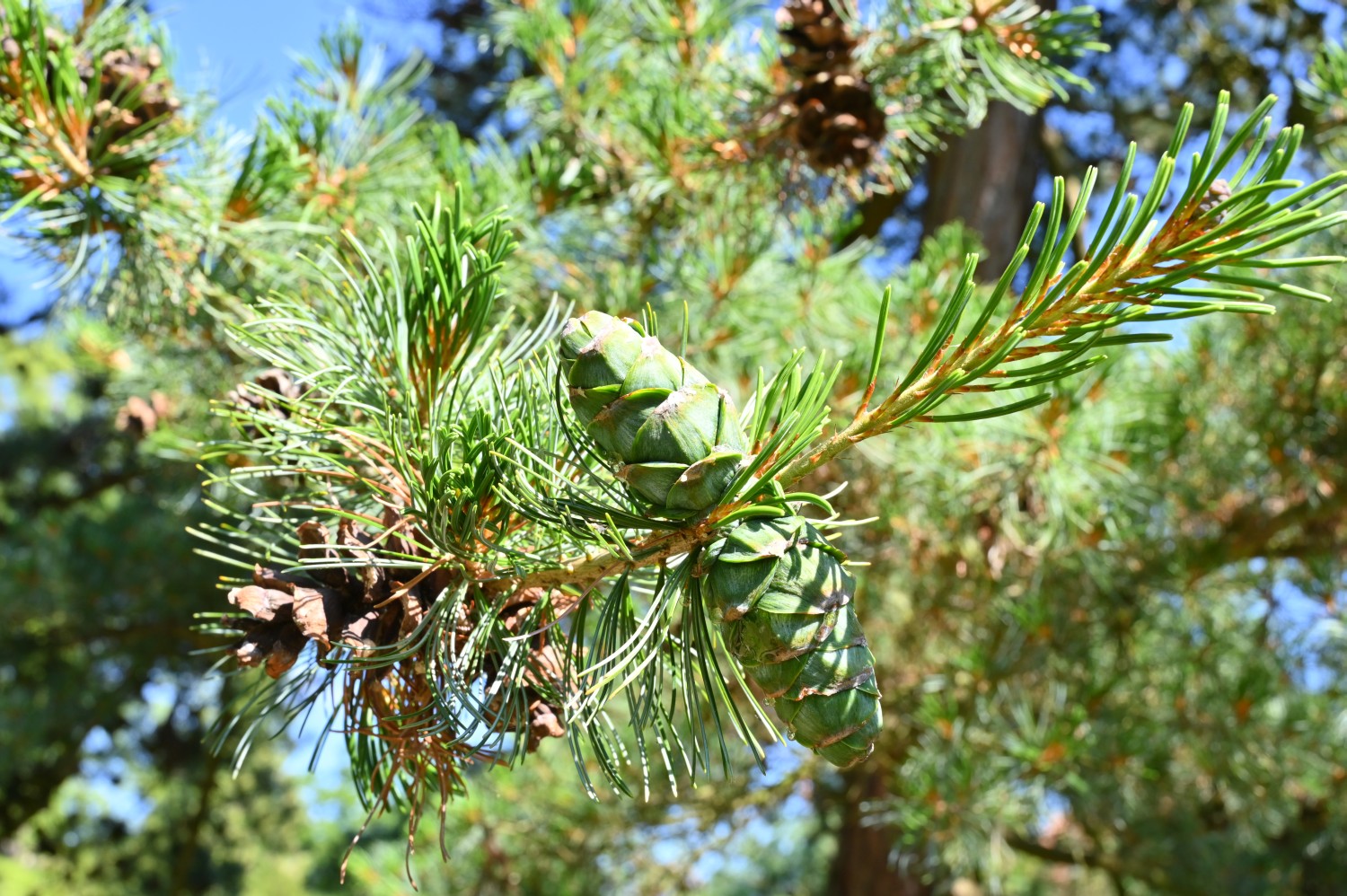 Pinus parviflora 'Glauca' - Herzberg, Jugendstilgarten - 2022