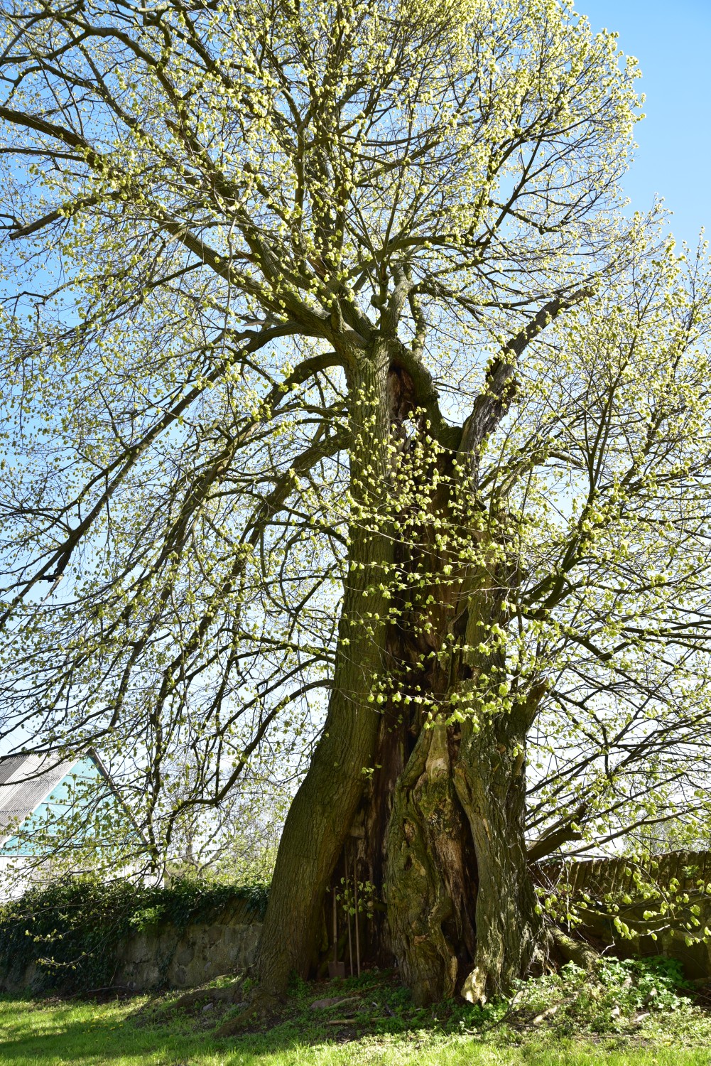 Tilia platyphyllos - Rönnebeck - 2017