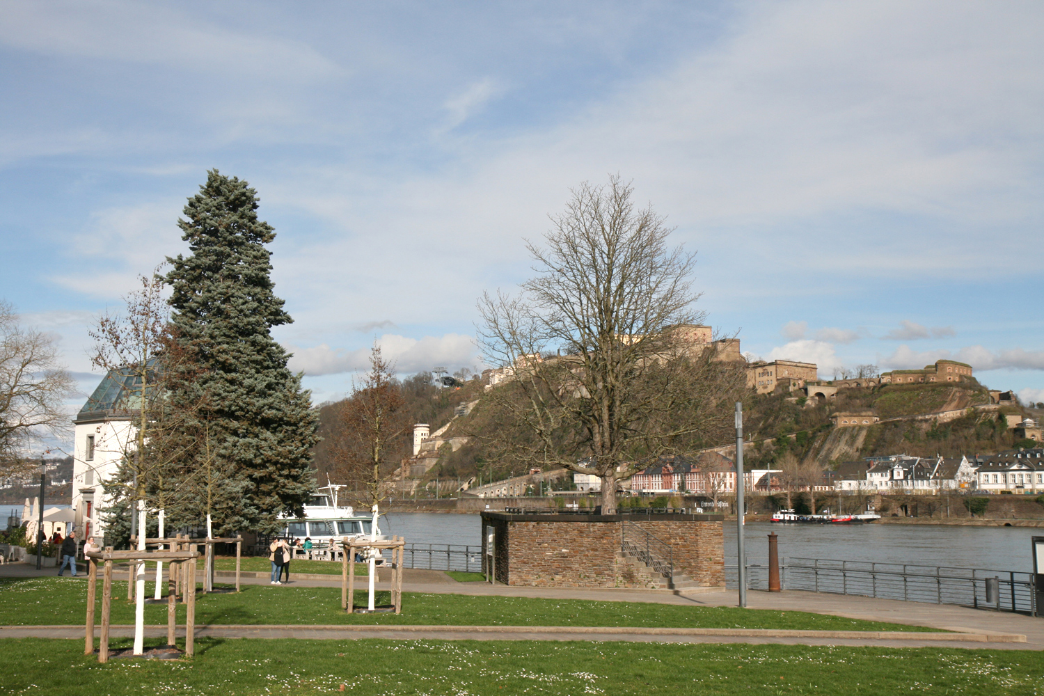 Cupressus arizonica 'Glauca' - Rheinanlagen Koblenz - März 2024
