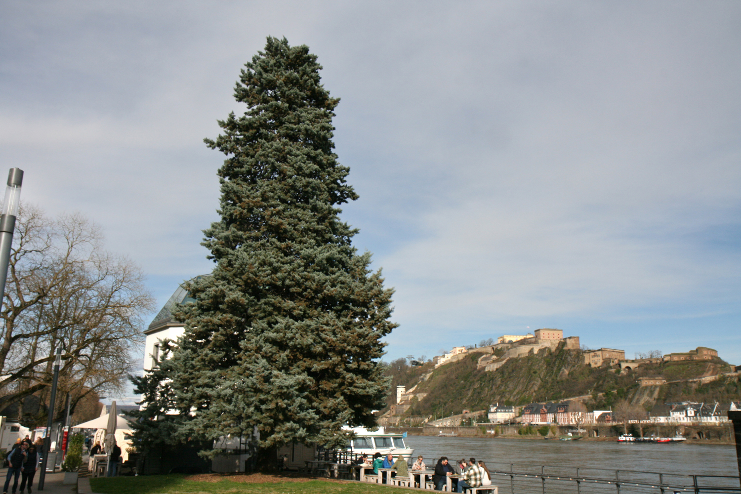 Cupressus arizonica 'Glauca' - Rheinanlagen Koblenz - März 2024