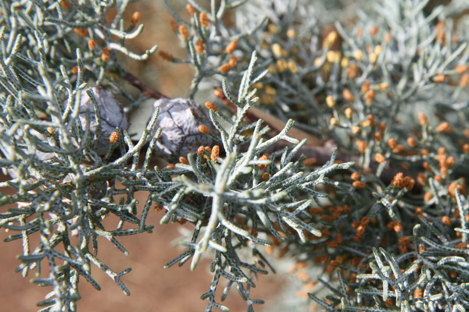 Cupressus arizonica 'Glauca' - Rheinanlagen Koblenz - März 2024