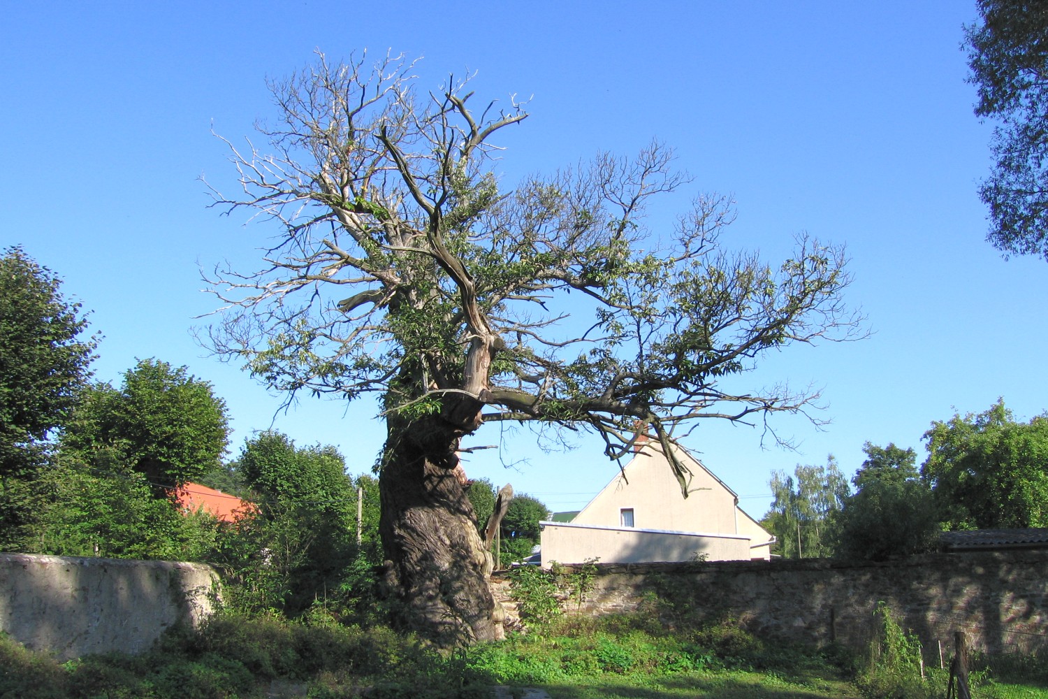 Castanea sativa - Gersdorf - 2005