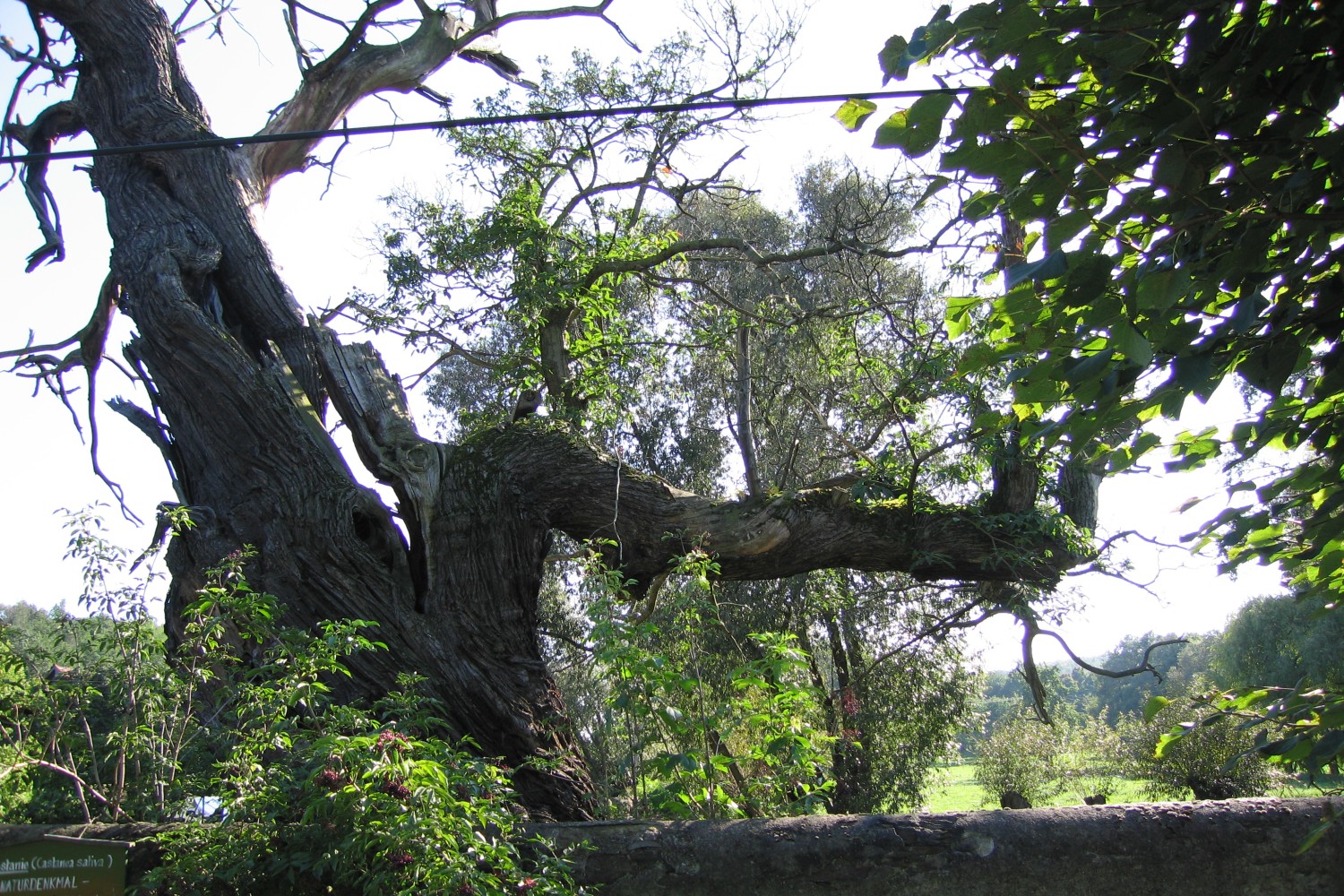 Castanea sativa - Gersdorf - 2005