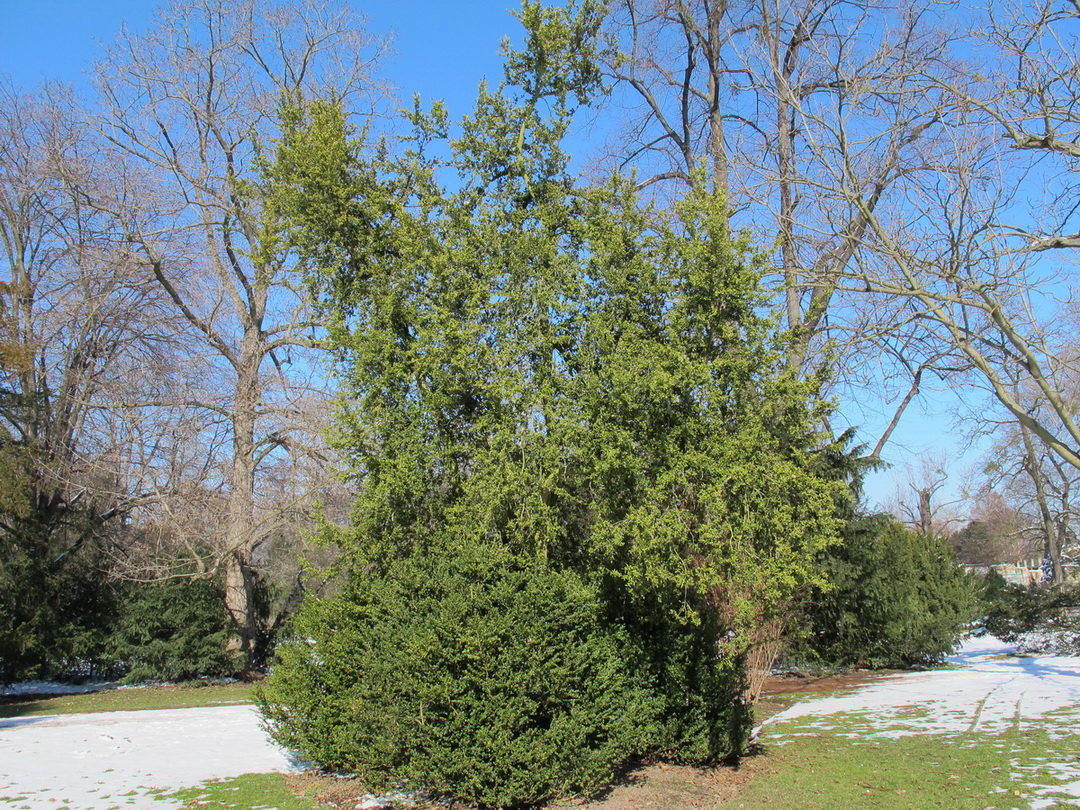 'Marginata' Buxus sempervirens