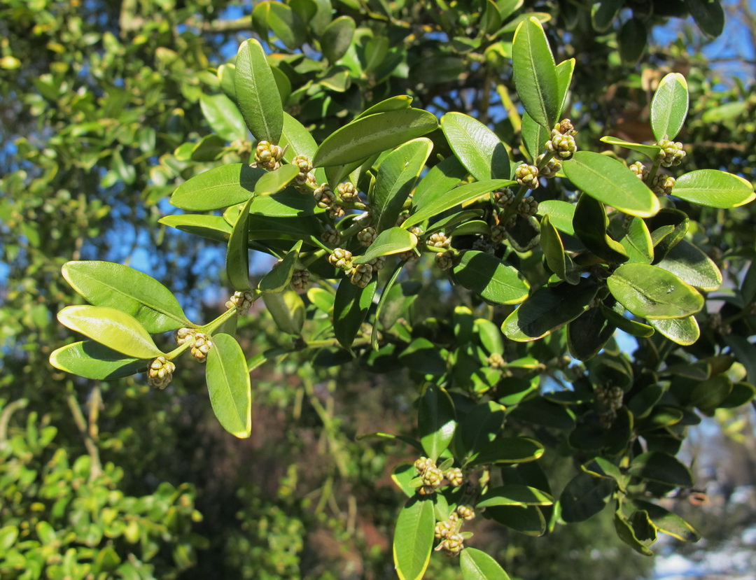 Buxus sempervirens 'Marginata' - Dresden - März 2013