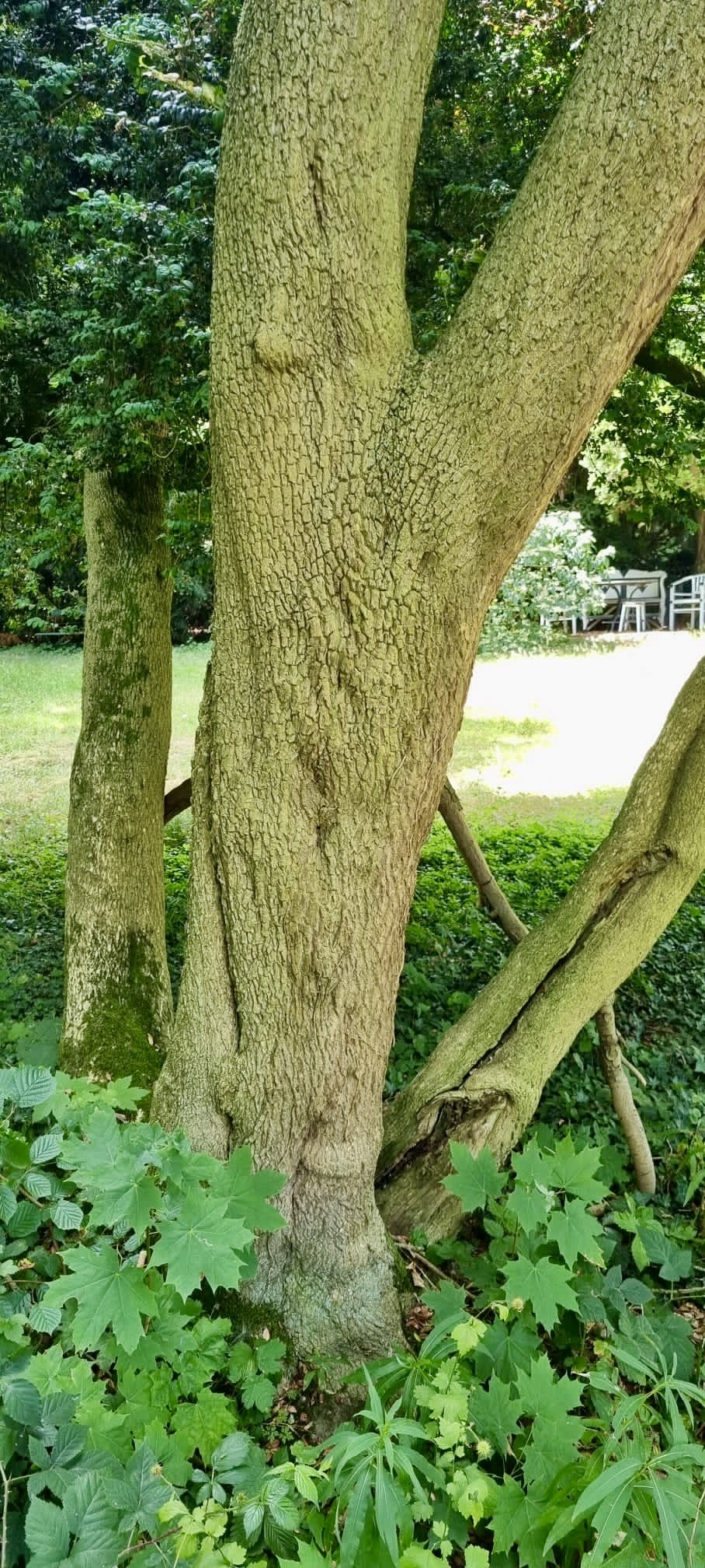 Buxus sempervirens 'Arborescens' - Bonn-Friesdorf - Juli 2023