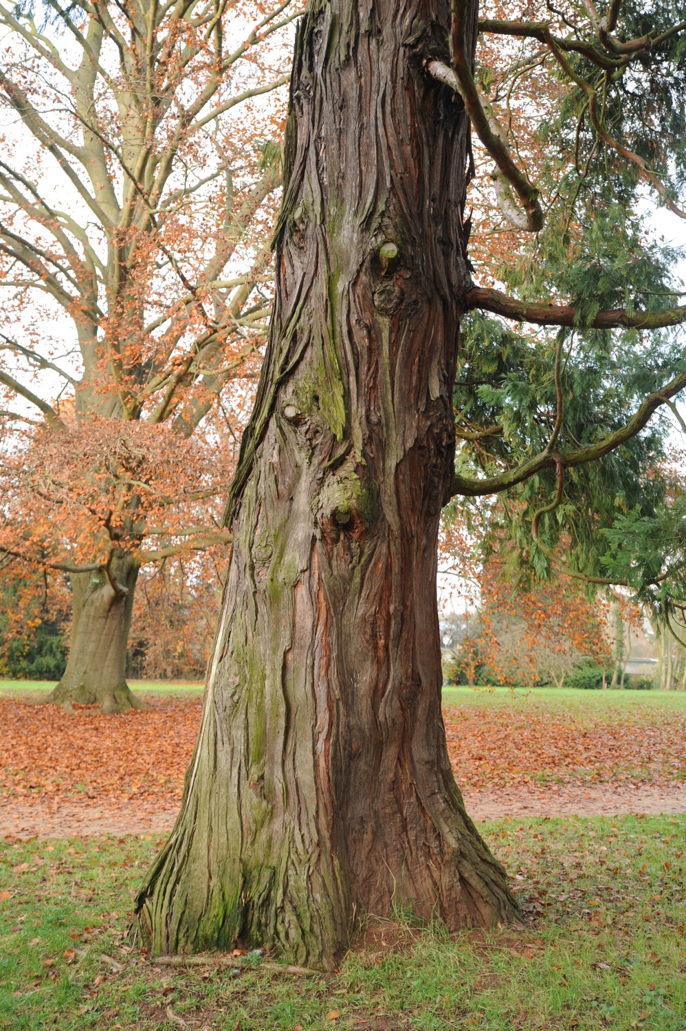 Calocedrus decurrens