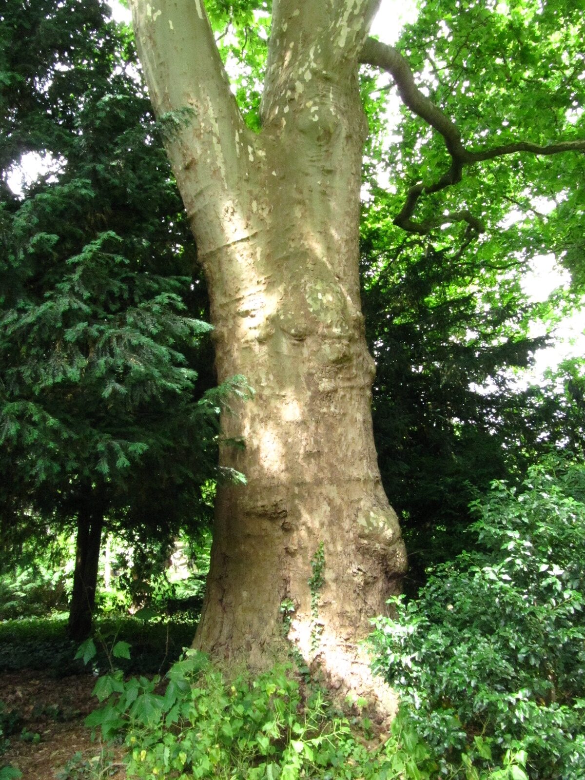 Platanus × hispanica - Bremen, Wallanlagen - Juni 2025