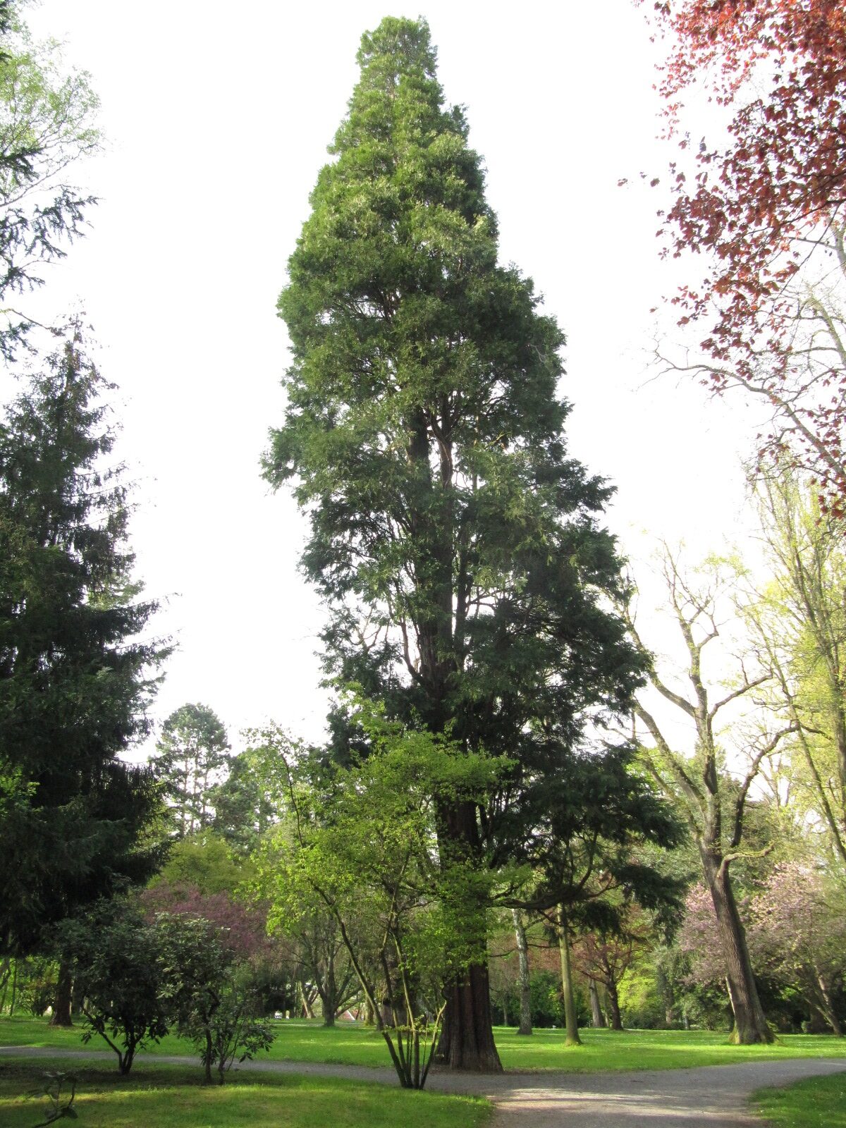 Calocedrus decurrens