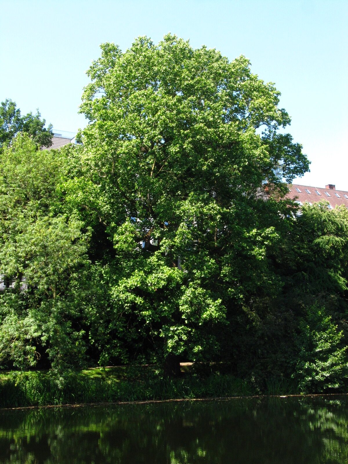 Liriodendron tulipifera - Bremen, Wallanlagen - Juni 2025