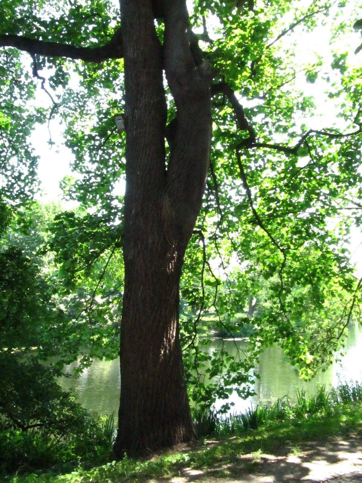 Liriodendron tulipifera - Bremen, Wallanlagen - Juni 2025