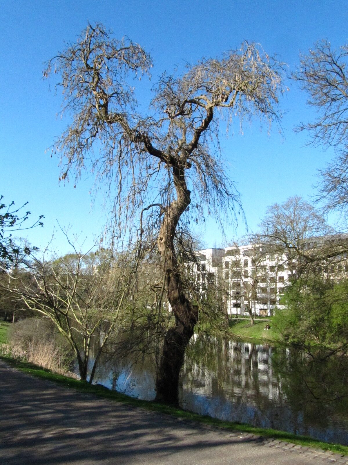 'Pendula' excelsior Fraxinus