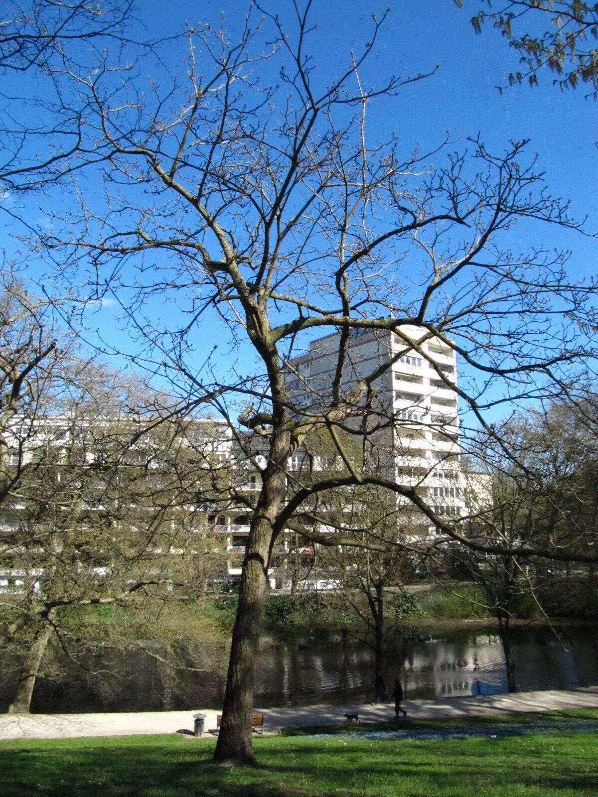 Juglans ailantifolia - Bremen-Mitte - April 2025