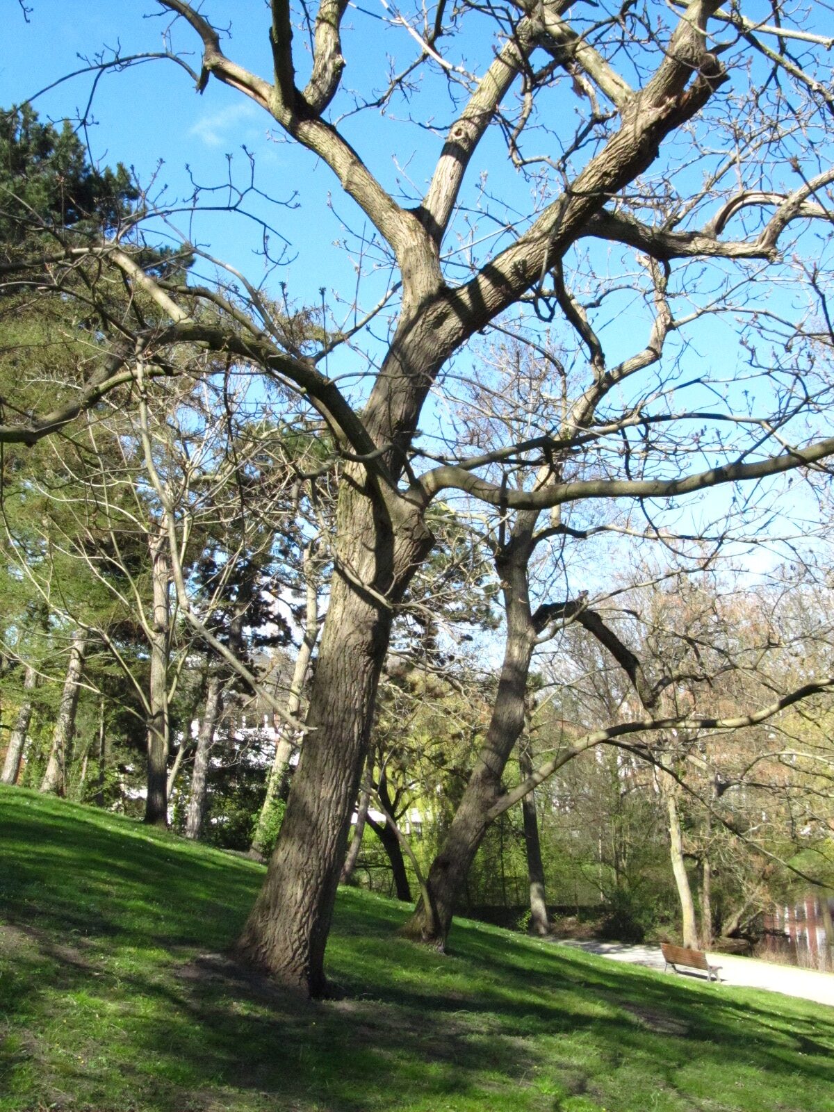 Juglans ailantifolia - Bremen-Mitte - April 2025