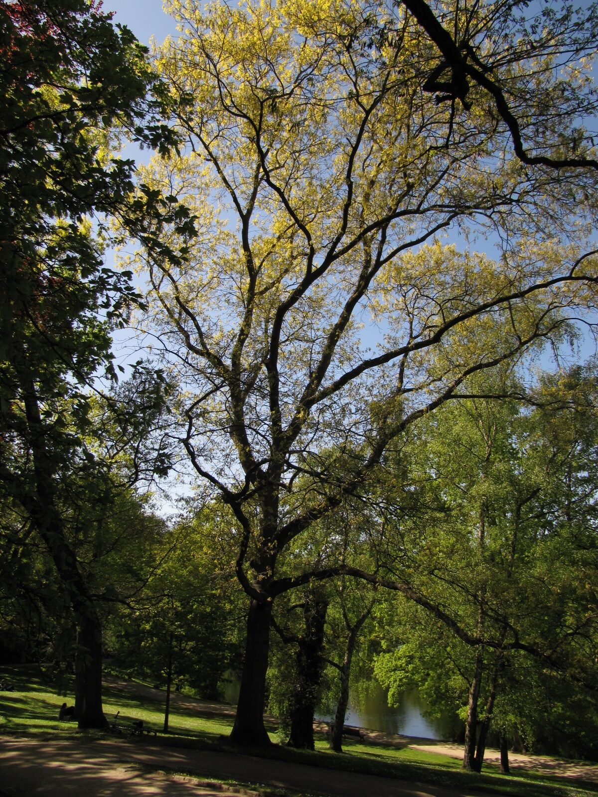 Quercus velutina