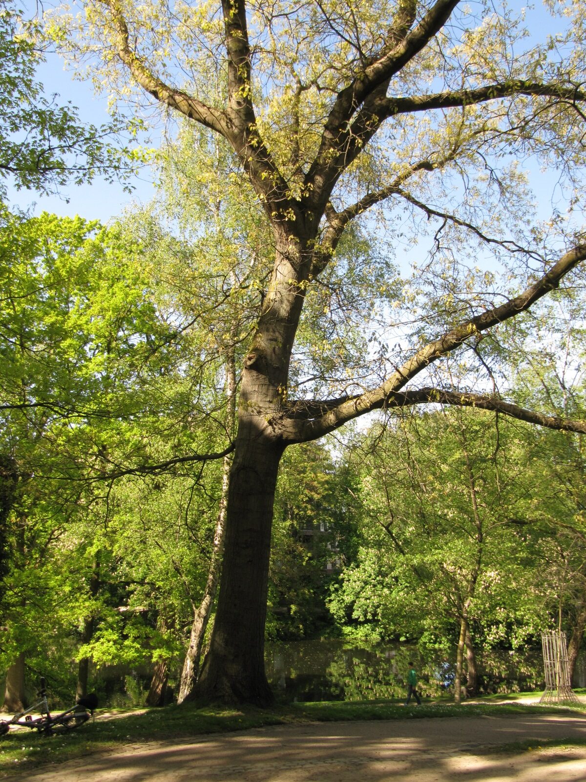 Quercus velutina - Bremen-Mitte - Mai 2022