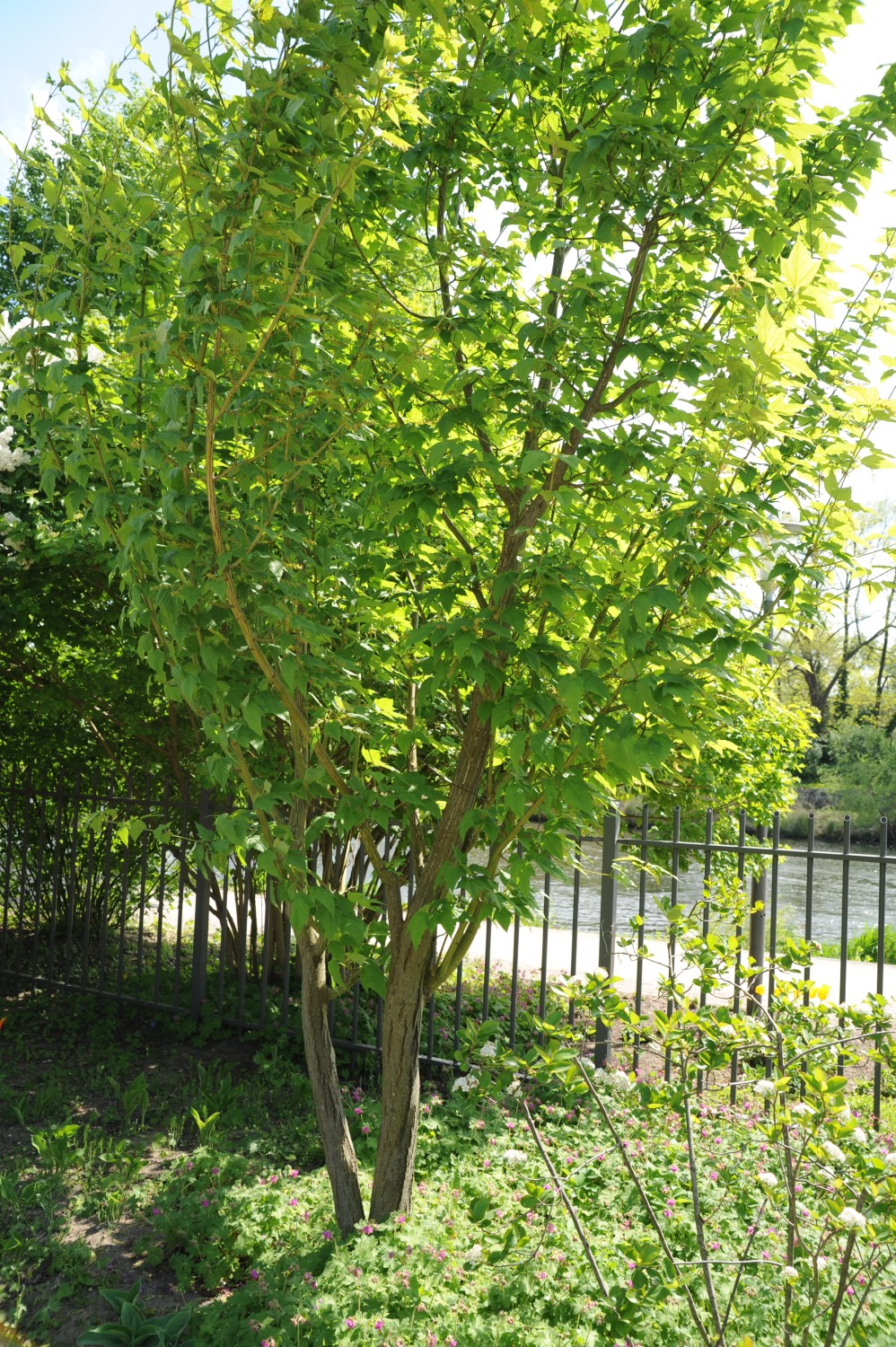 Acer rufinerve