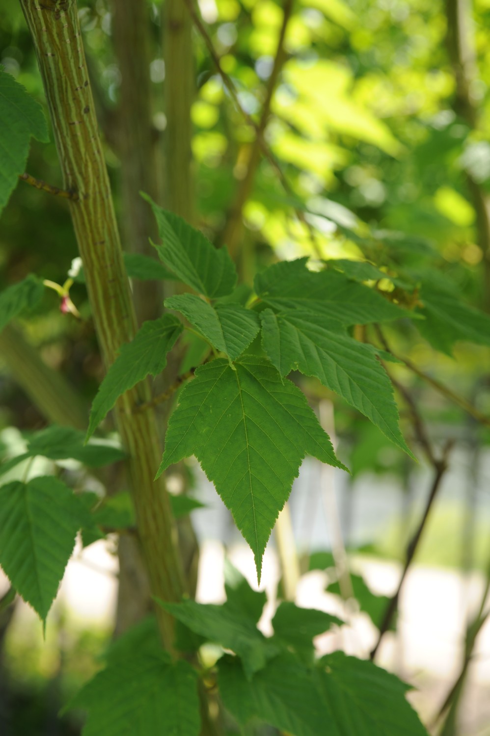 Acer rufinerve -Potsdam Freundschaftsinsel - 2016