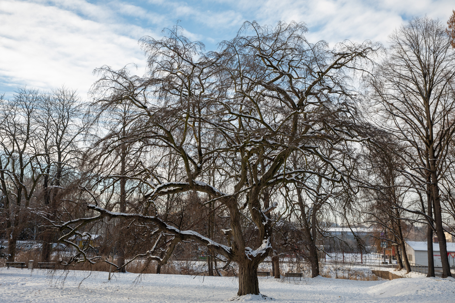 Carpinus betulus 'Pendula' - Chemnitz-Glösa - 15.12.2022