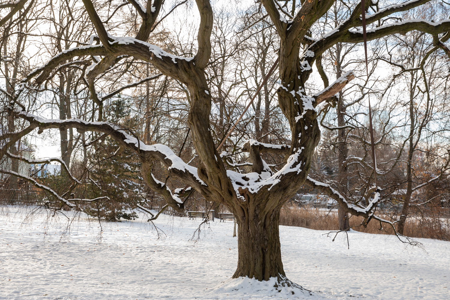 Carpinus betulus 'Pendula' - Chemnitz-Glösa - 15.12.2022