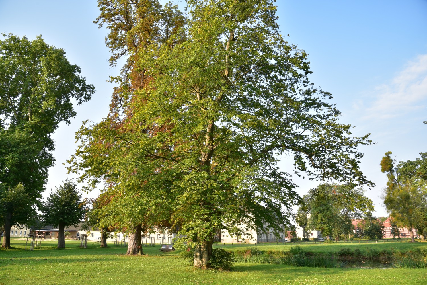 Carpinus betulus 'Quercifolia' - Remplin - September 2016