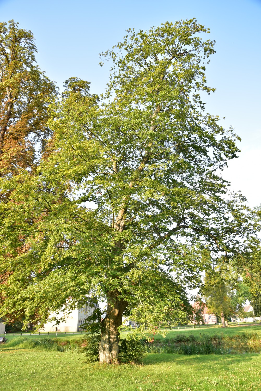 Carpinus betulus 'Quercifolia' - Remplin - September 2016