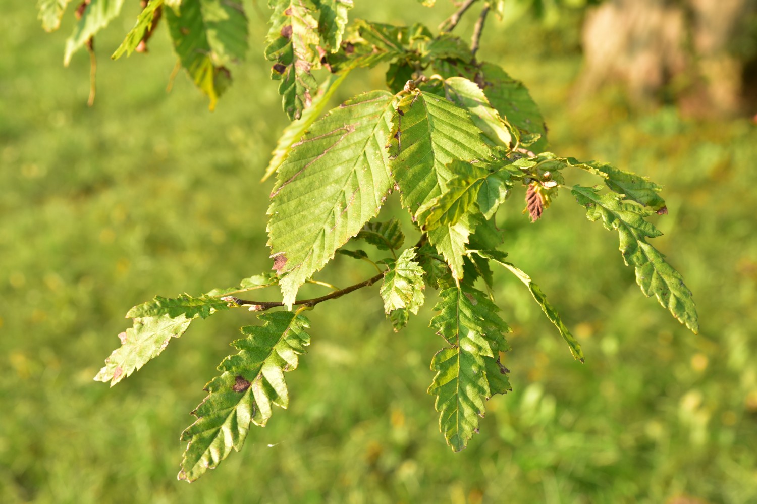Carpinus betulus 'Quercifolia' - Remplin - September 2016