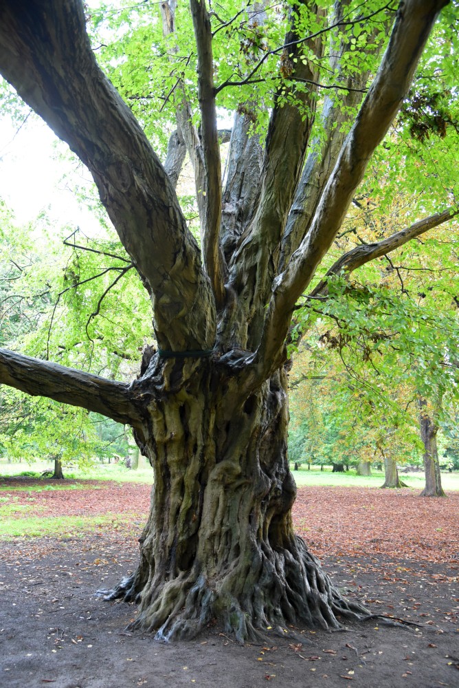 Carpinus betulus - Hannover Kirchrode - September 2015