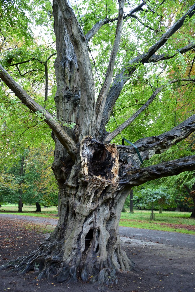 Carpinus betulus - Hannover Kirchrode - September 2015