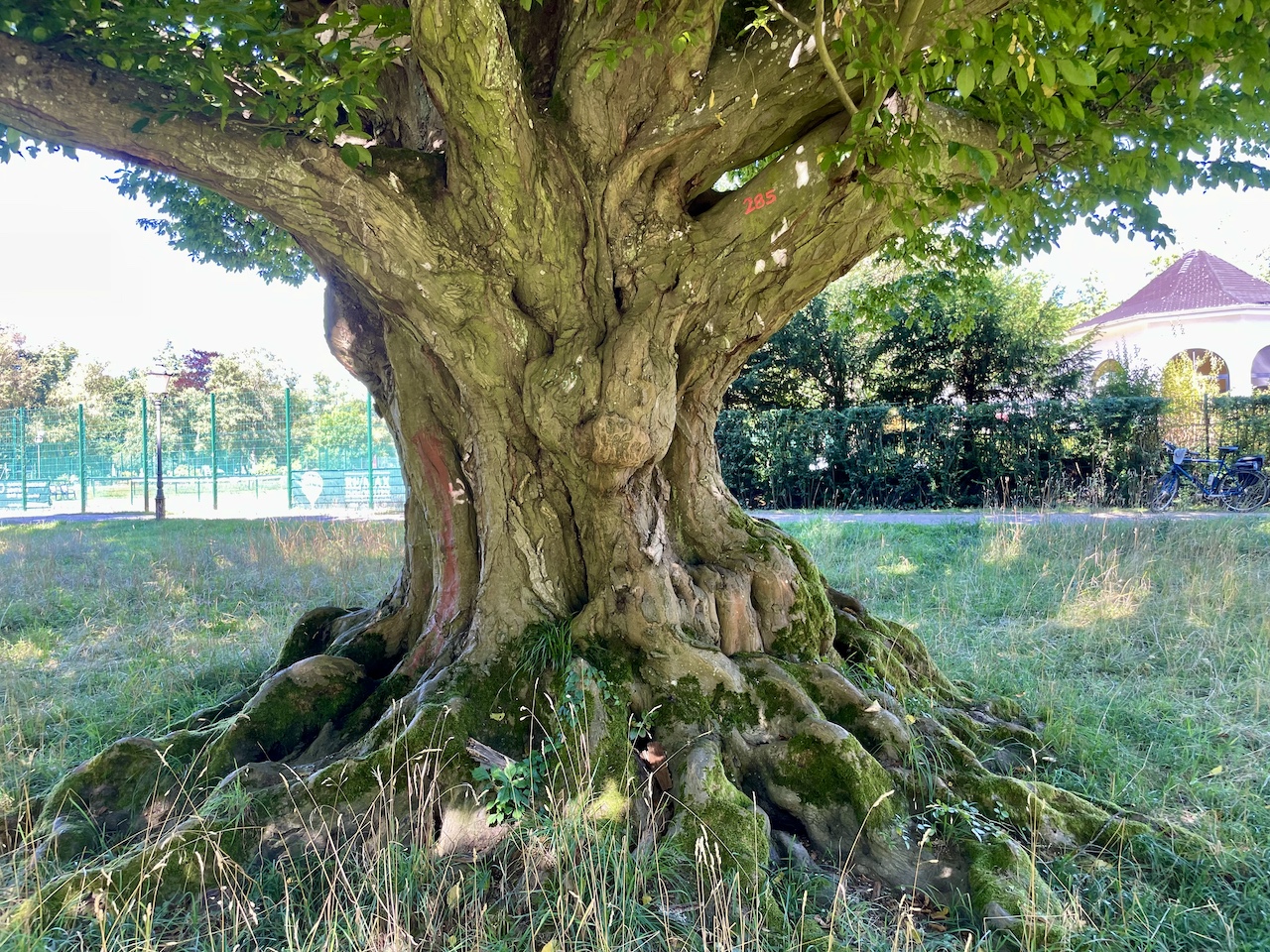 Carpinus betulus - Bad Homburg - August 2024