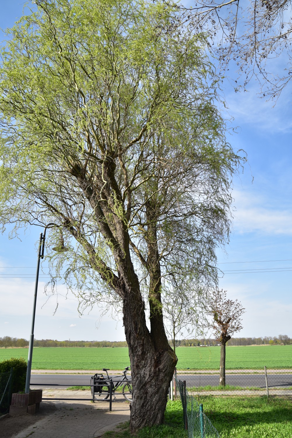 Salix matsudana 'Tortuosa' - Falkenberg/Elster - 2018