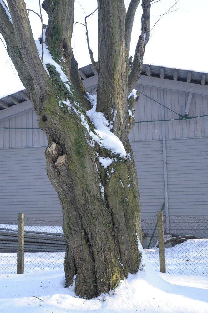 betulus Carpinus