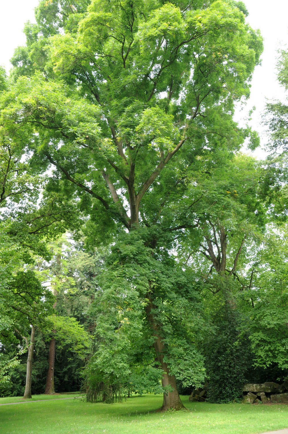 Carya cordiformis - Stuttgart-Hohenheim - Juli 2014