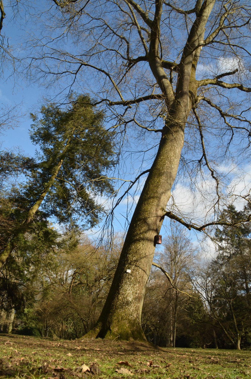 Carya cordiformis - Stuttgart-Hohenheim - 2021