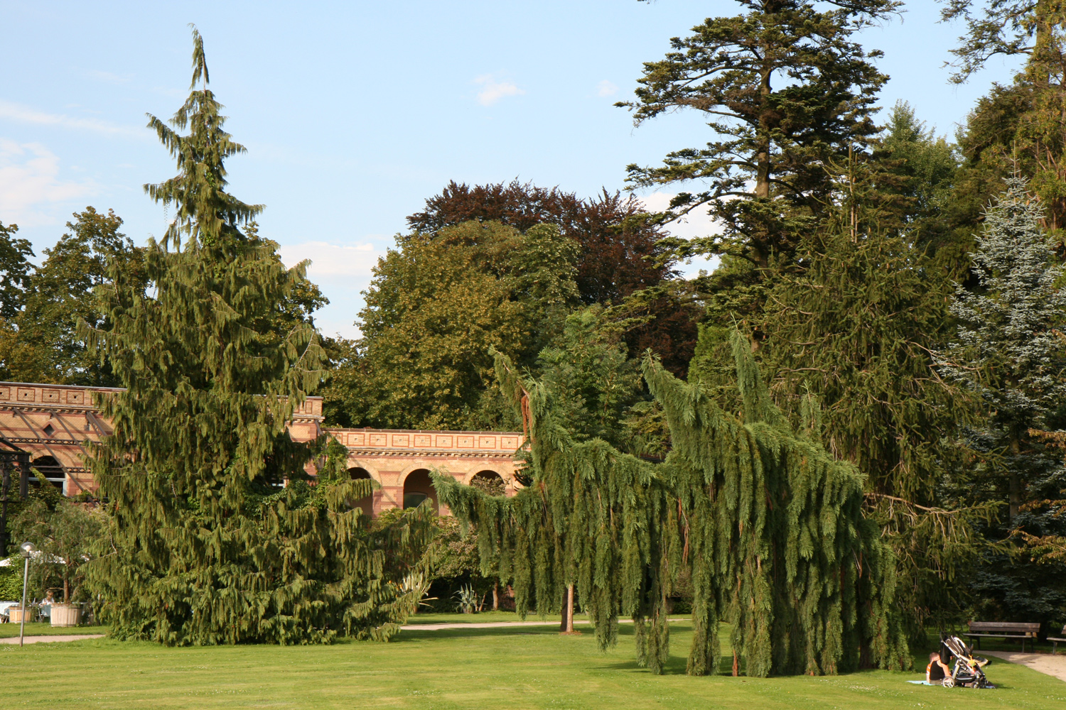 Abies grandis - Bot. Garten Karlsruhe - Aug. 2011