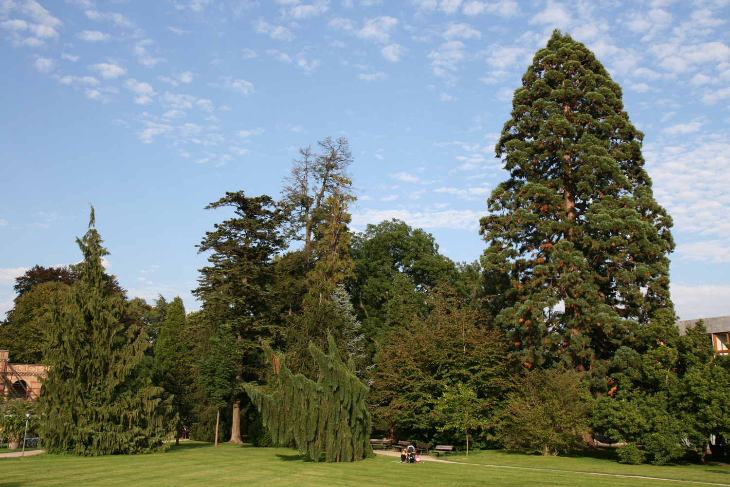 Abies grandis - Bot. Garten Karlsruhe - Aug. 2011