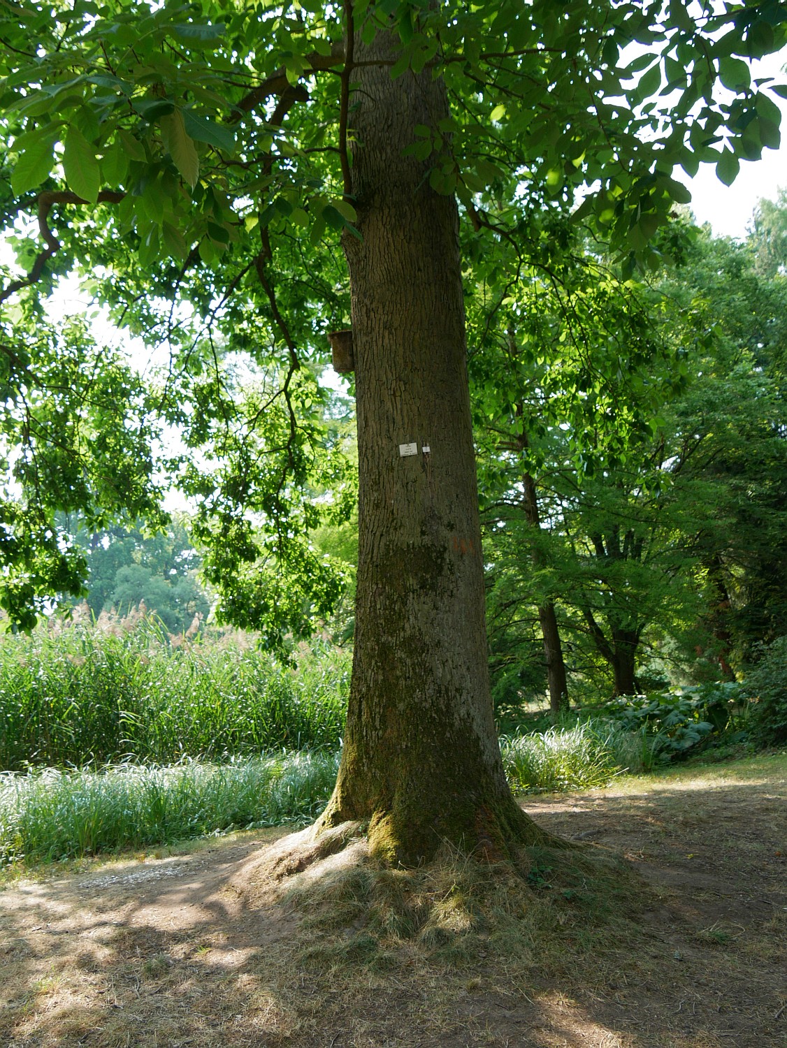 Carya ovata - Marburg - 2020