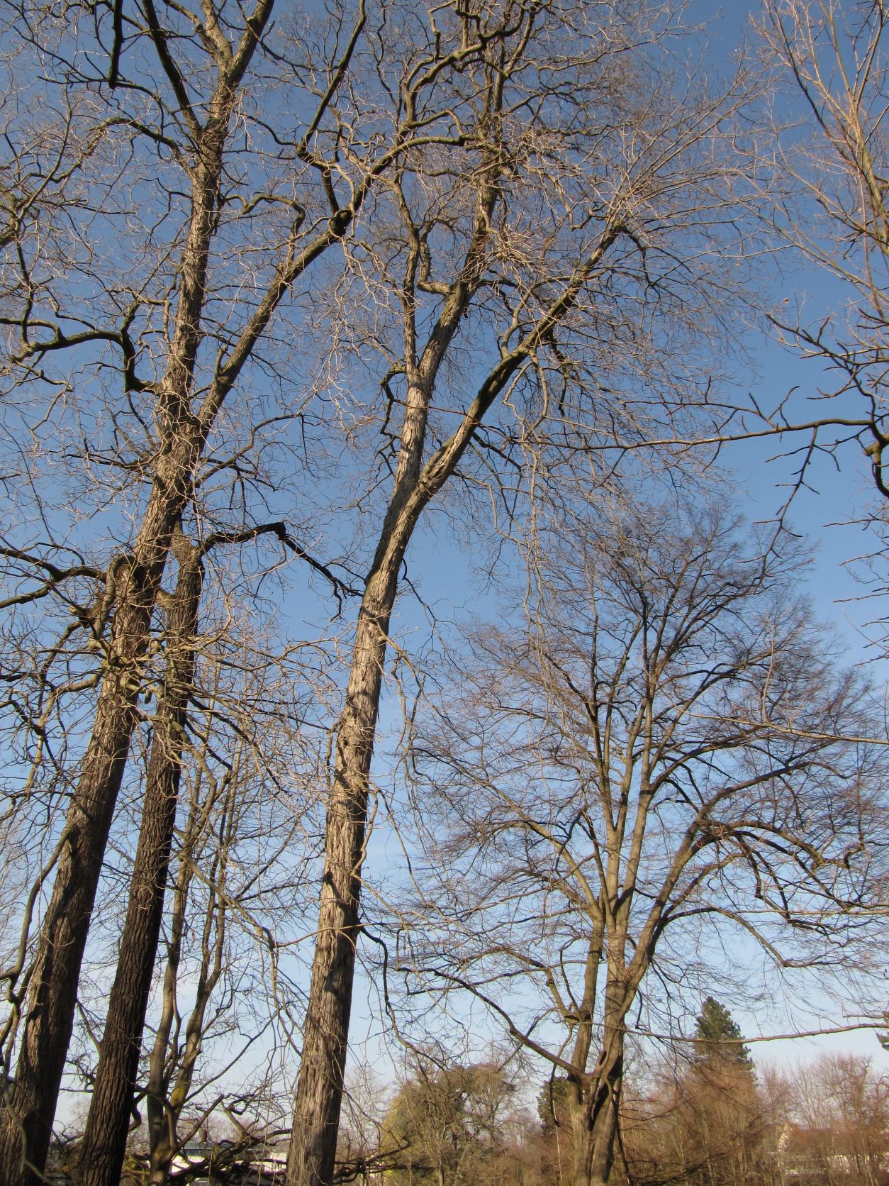 Carya ovata - Bonn - Jan. 2023