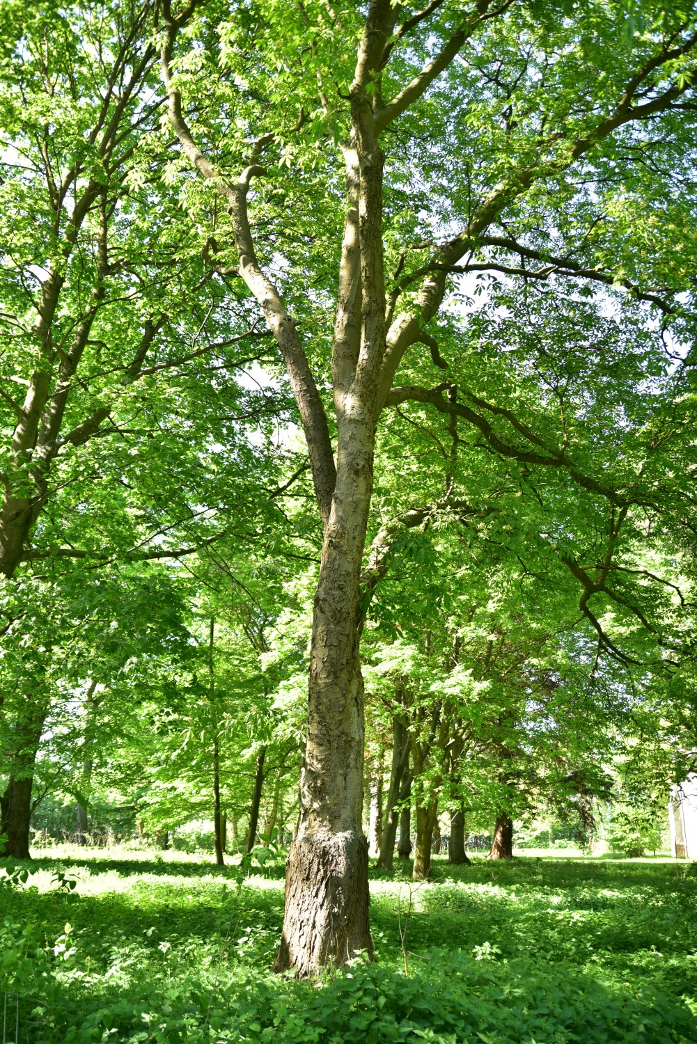 Carya ovata