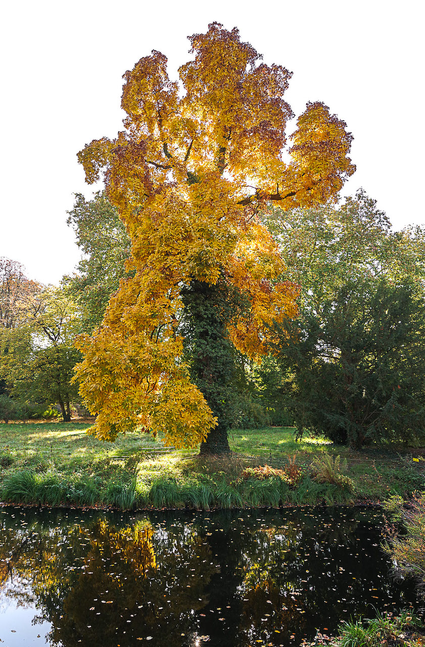 Carya ovata - Potsdam - 20.10.2018