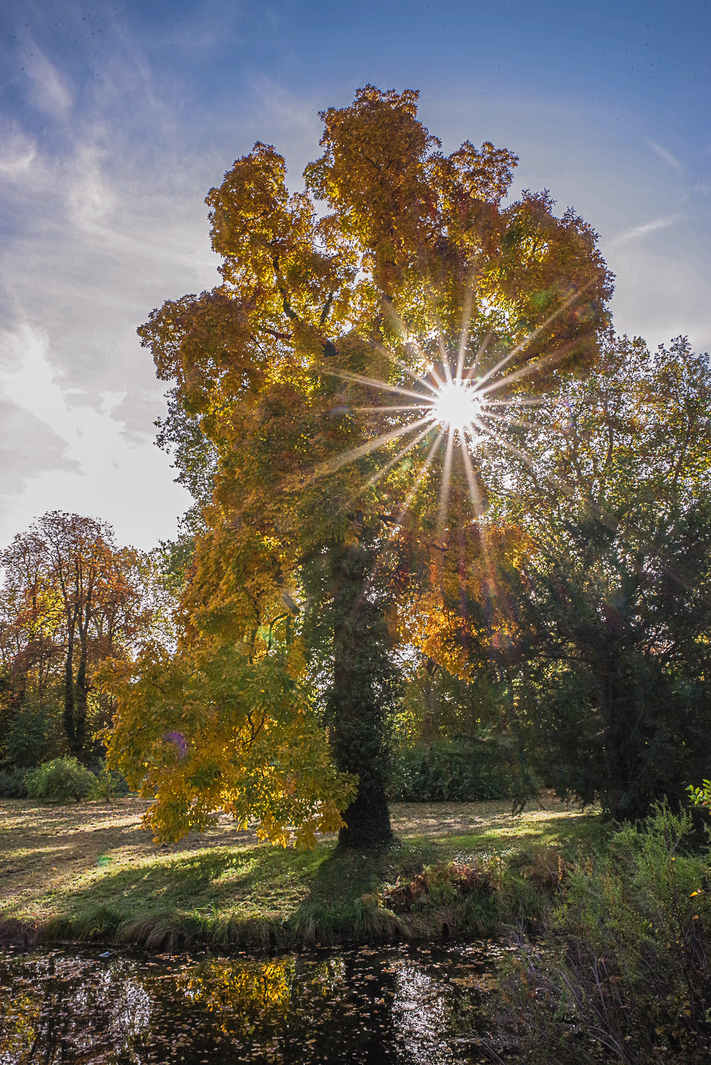 Carya ovata - Potsdam - 18.10.2019