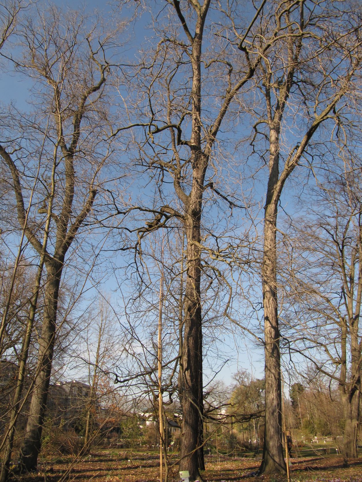 Carya ovata - Bonn - Jan. 2023