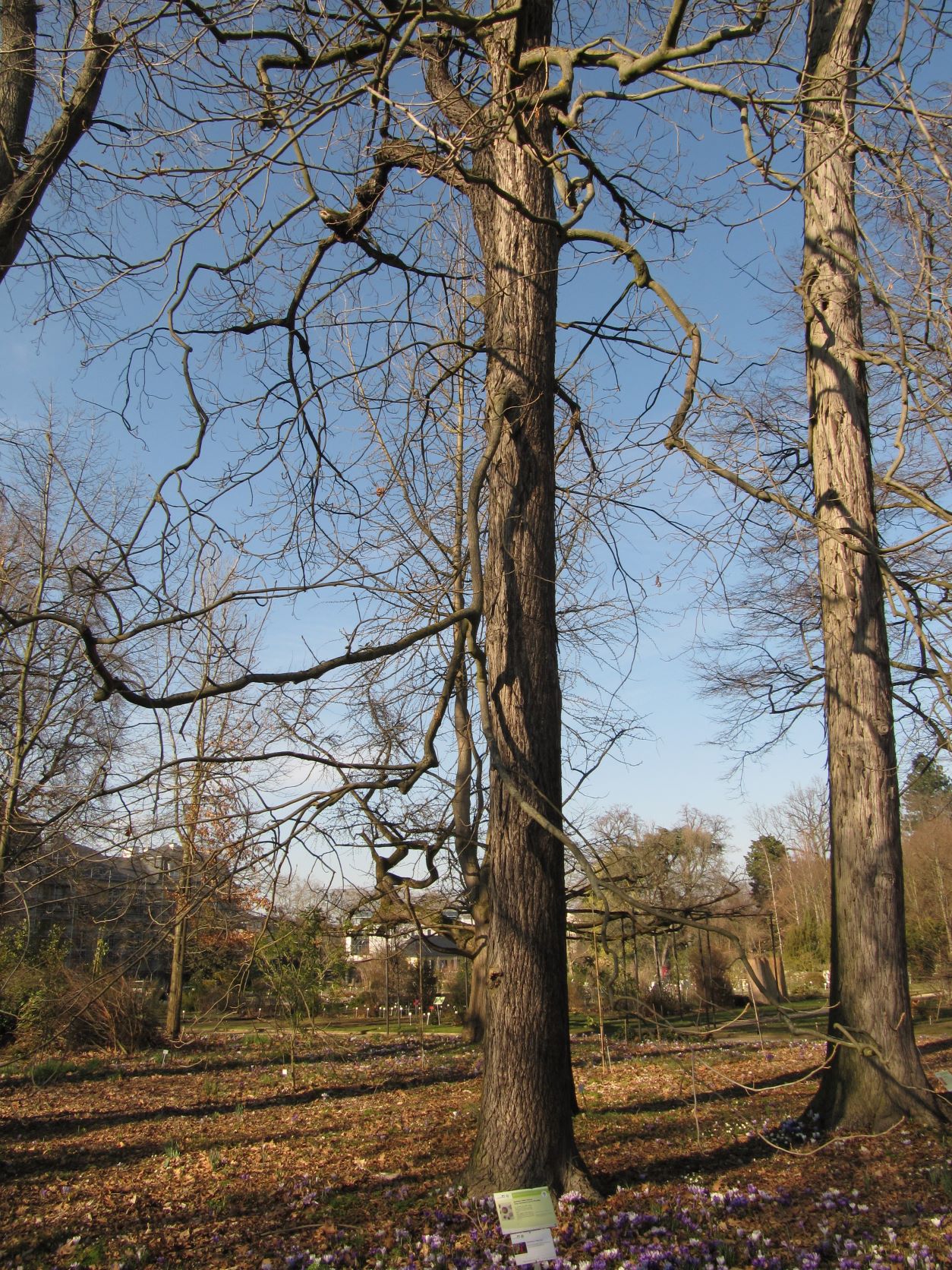 Carya ovata - Bonn - Jan. 2023