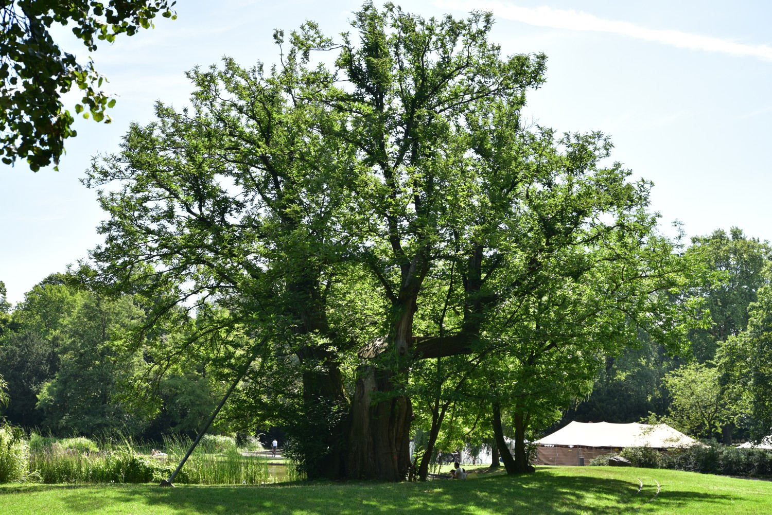 Castanea sativa