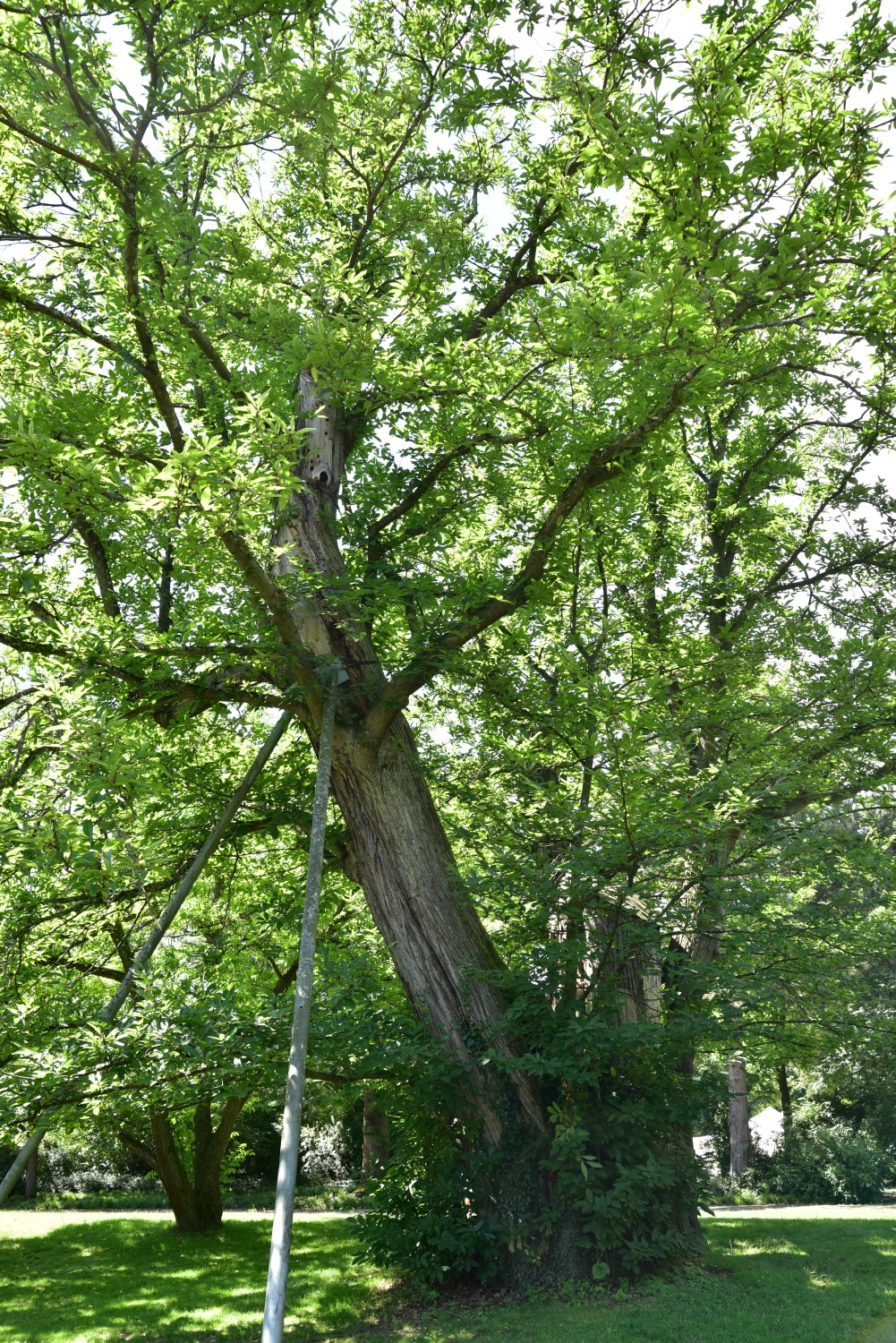Castanea sativa - Karlsruhe, Schlosspark - Sommer 2017