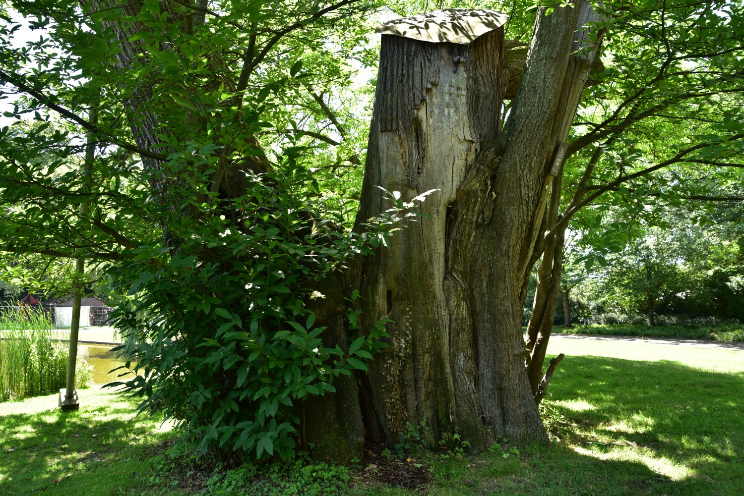 Castanea sativa - Karlsruhe, Schlosspark - Sommer 2017