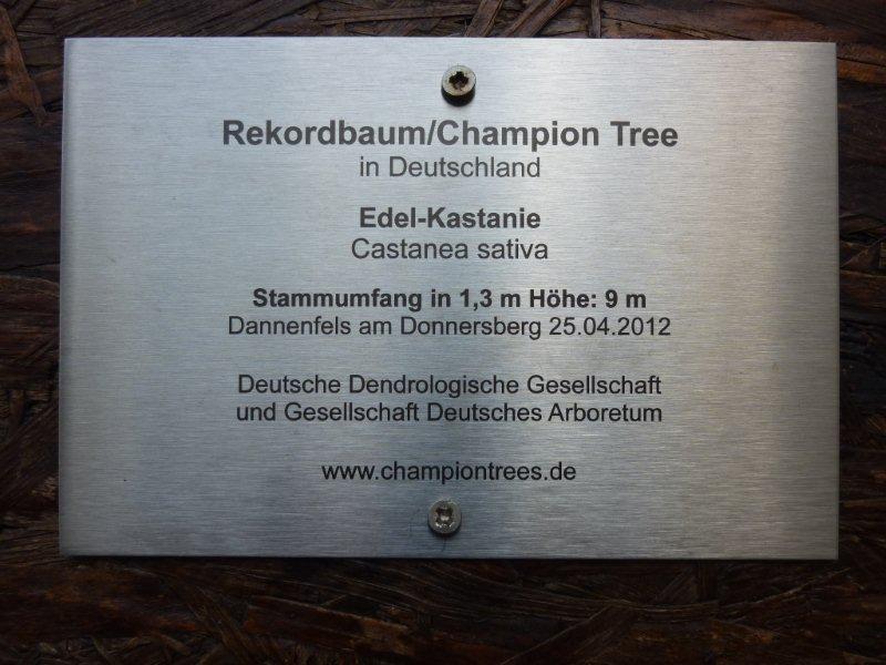 Castanea sativa - Dannenfels - 2014