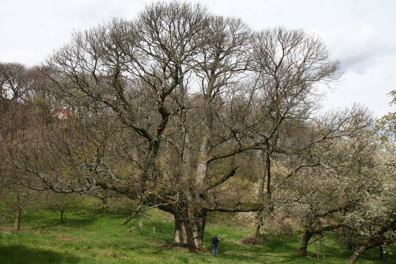 Castanea sativa - Dannenfels - Febr. 2019