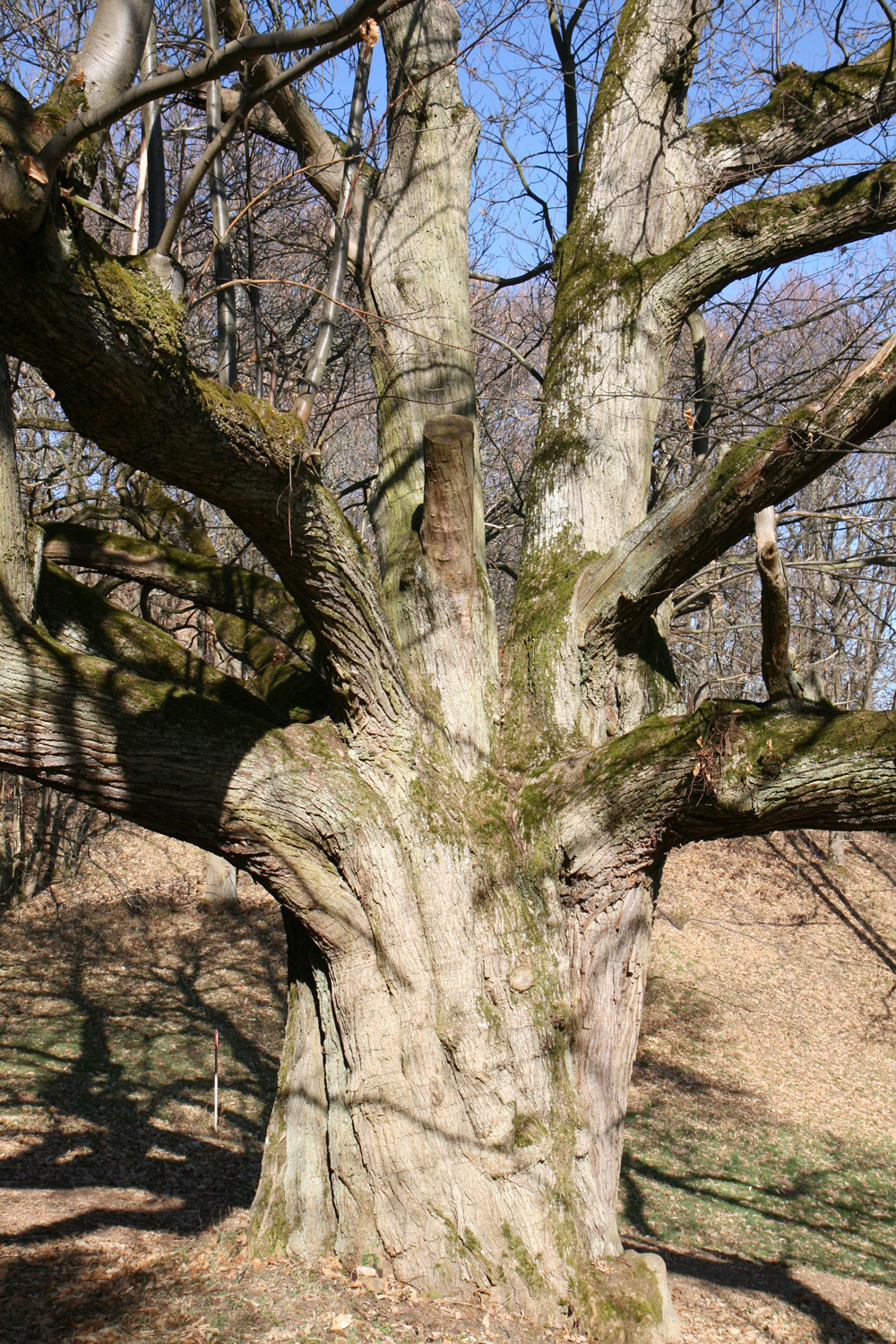 Castanea sativa - Dannenfels - April 2012